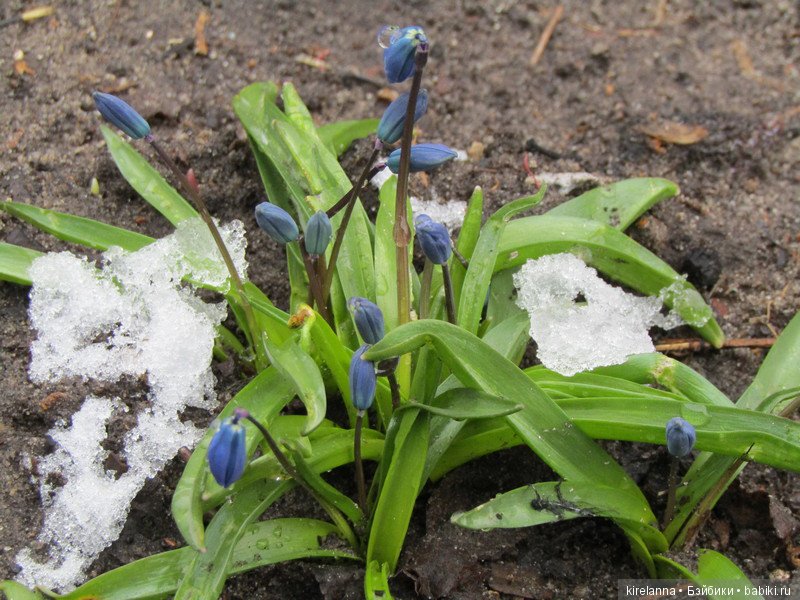 Подснежное — Болталка и разговоры обо всем: жизнь (фото 7)