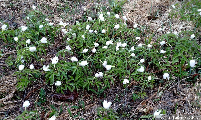 Весна к востоку от Асгарда (фото 4)