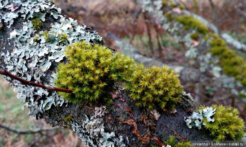 Весна к востоку от Асгарда