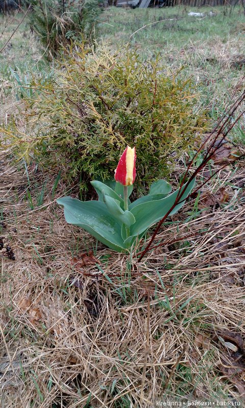 Весна к востоку от Асгарда