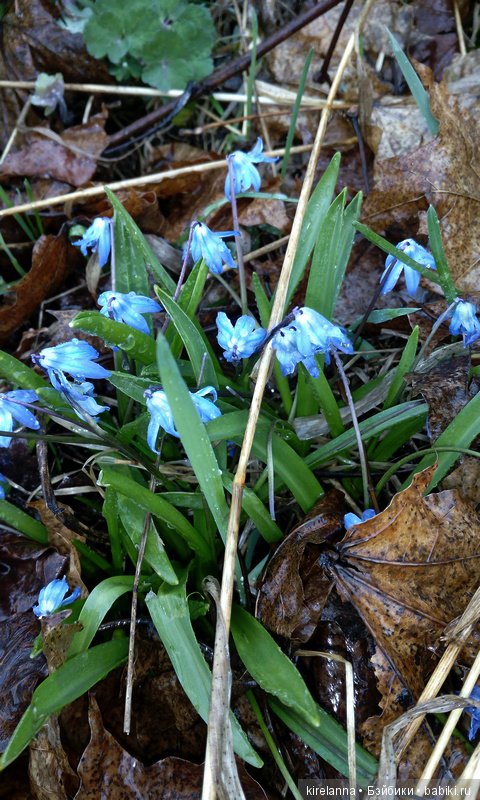 Весна к востоку от Асгарда