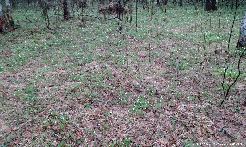 Весна к востоку от Асгарда (фото 3)