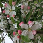 Весенняя (прощальная) фотосессия кукол Адора