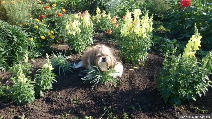 Куколки в деревне — Куклы Paola Reina (Паола Рейна): новинки (фото 5)