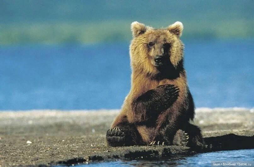 Мишек вам в сад МК — Лепка авторской куклы: Полимерная глина (фото 3)