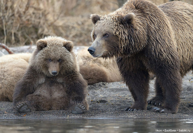Мишек вам в сад МК — Лепка авторской куклы: Полимерная глина (фото 4)