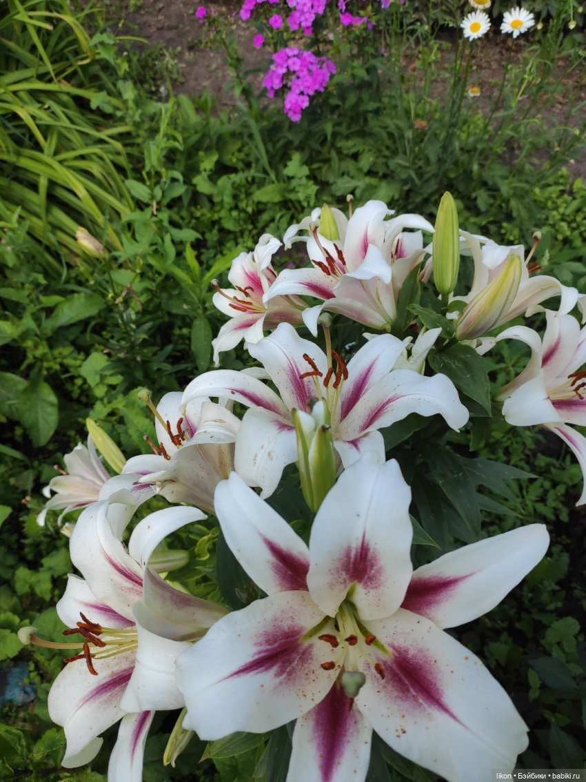 Красная Шапочка и Серый волк (фото 7)