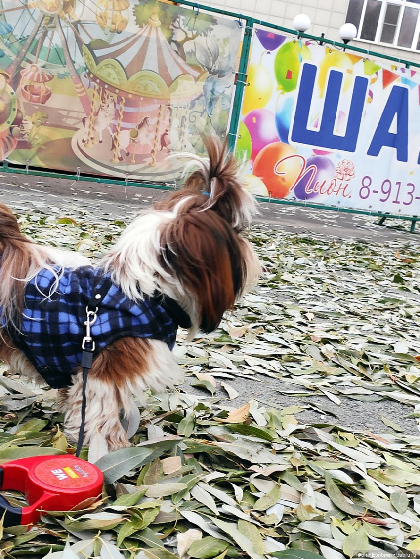 Осенняя прогулка Виктории Руби Рэд | Бэйбики Осенняя прогулка Виктории Руби Рэд (фото 2)