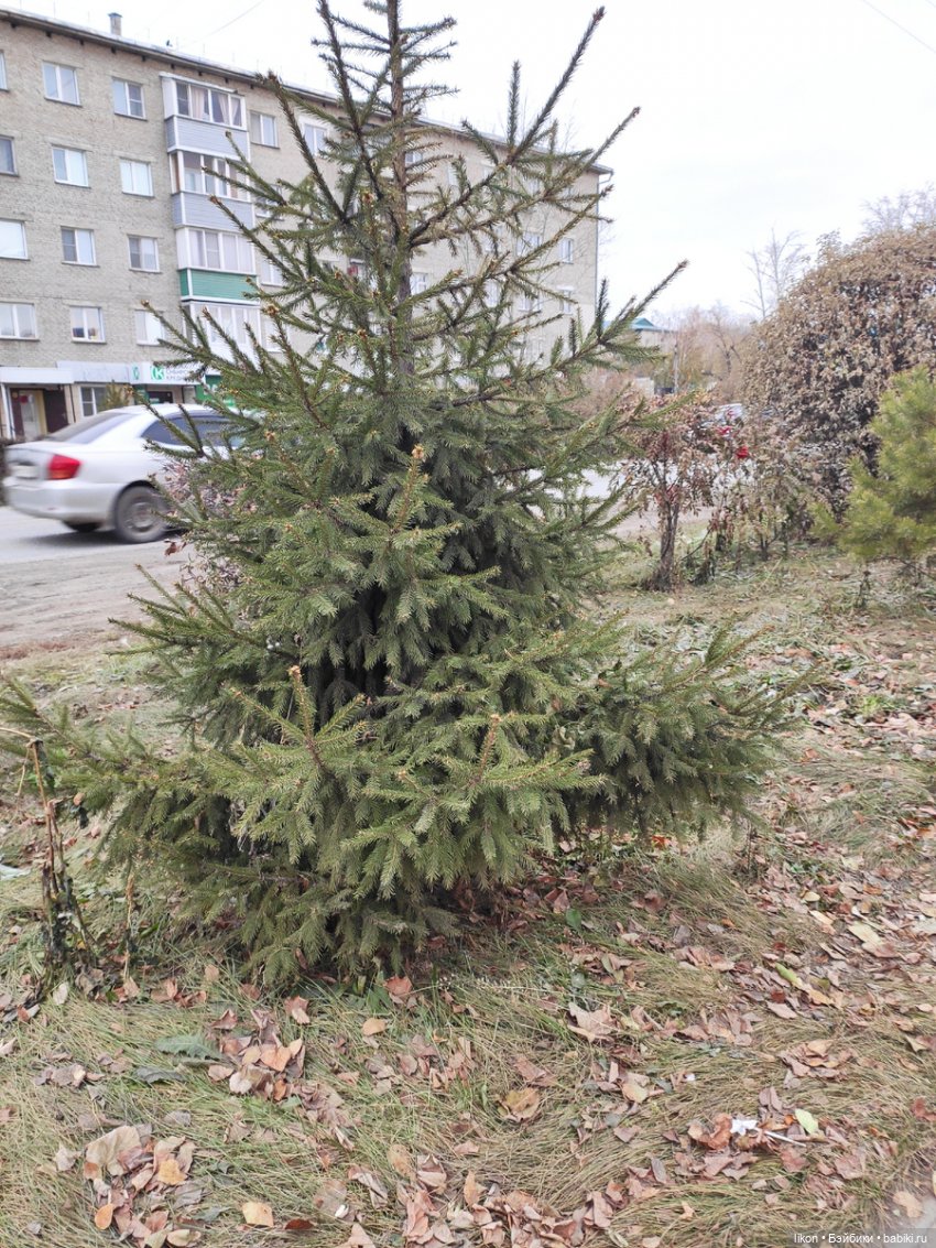 Осенняя прогулка Виктории Руби Рэд | Бэйбики Осенняя прогулка Виктории Руби Рэд