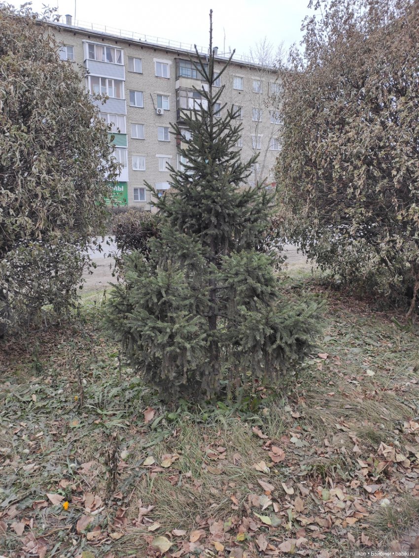 Осенняя прогулка Виктории Руби Рэд | Бэйбики Осенняя прогулка Виктории Руби Рэд