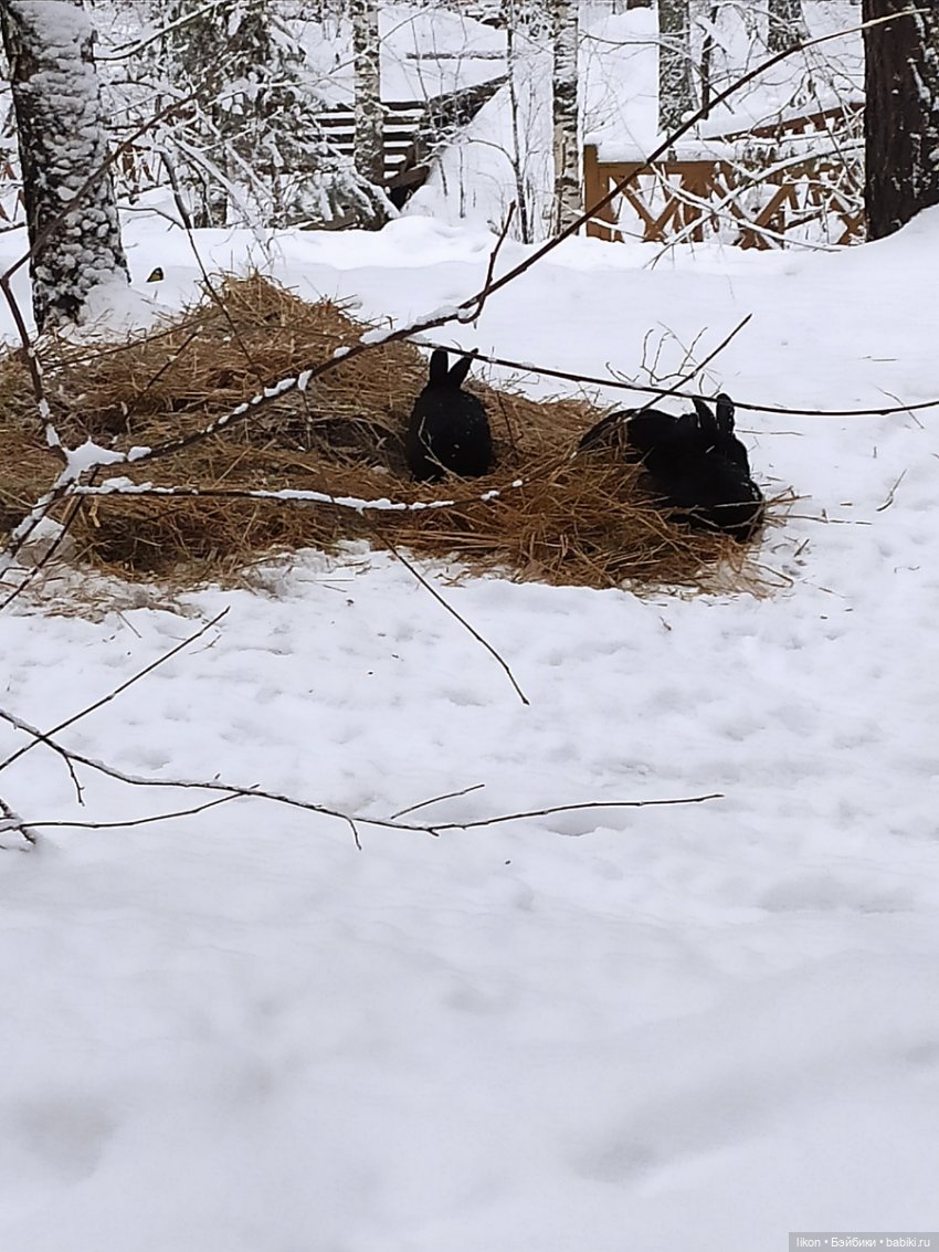 Зимняя сказка в акватермальном комплексе "Хвоя" (фото 9)