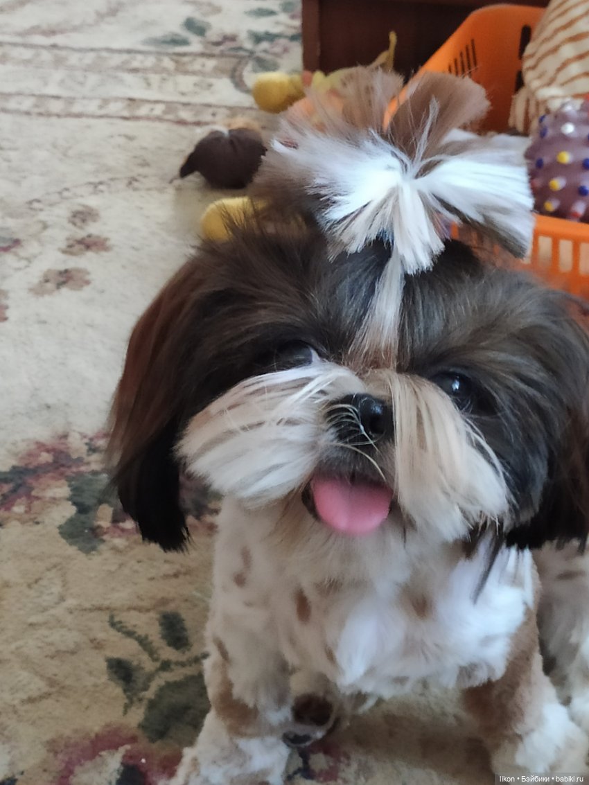 Думала, что к приобретению новых Барби, у меня желание пропало (пропущенный сентябрь)