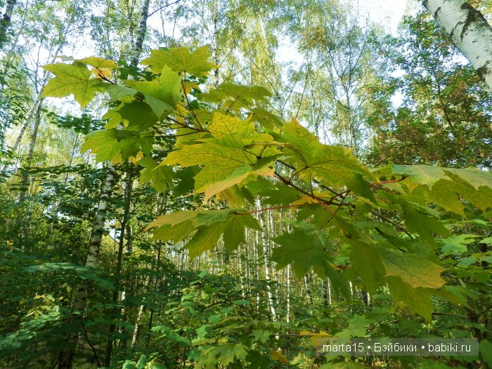 Ходит осень в нашем парке, Дарит осень всем подарки)) Сестрички фейсинки (Galoob Baby Face) на прогулке (фото 7)
