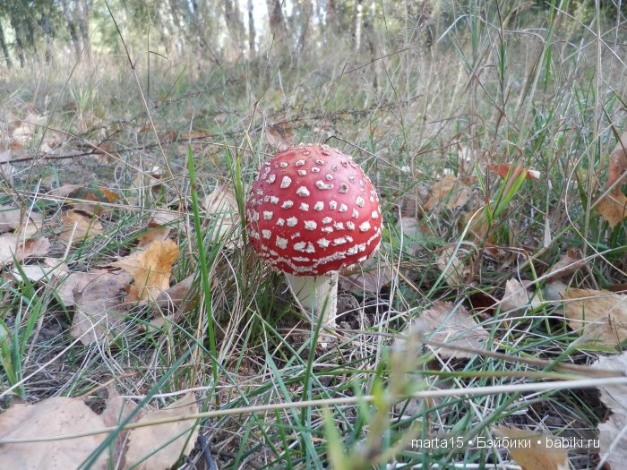 Ходит осень в нашем парке, Дарит осень всем подарки)) Сестрички фейсинки (Galoob Baby Face) на прогулке
