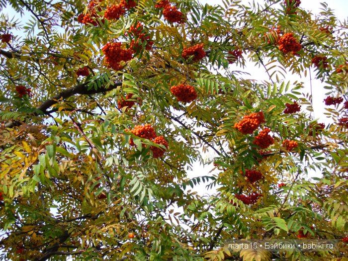 Ходит осень в нашем парке, Дарит осень всем подарки)) Сестрички фейсинки (Galoob Baby Face) на прогулке (фото 8)
