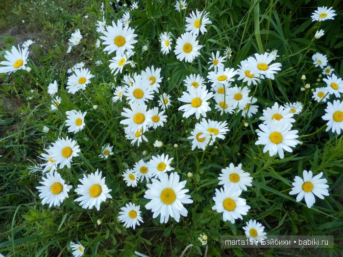 ВСЁ-ТАКИ ЛЕТО!!! Маленький летний фоторепортаж. Подружки Шерри и Синтия Galoob Baby Facе на прогулке