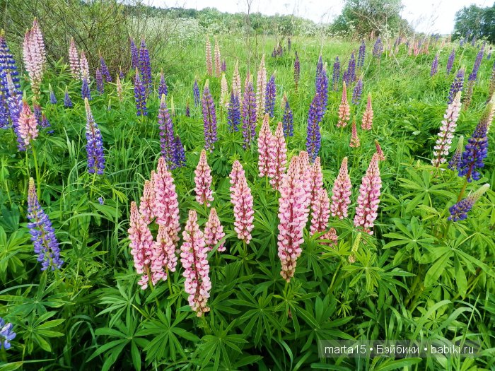 ВСЁ-ТАКИ ЛЕТО!!! Маленький летний фоторепортаж. Подружки Шерри и Синтия Galoob Baby Facе на прогулке