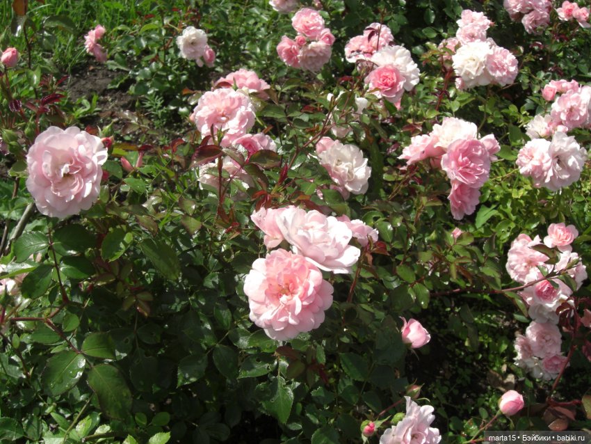 Улыбаемся и машем — Куклы Rosemarie Anna Muller (Мюллер): Вихтели (Wichtel)