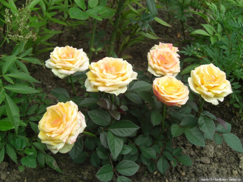 Улыбаемся и машем — Куклы Rosemarie Anna Muller (Мюллер): Вихтели (Wichtel)