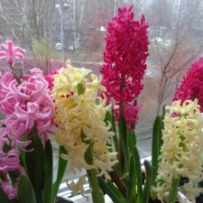 Нудни и радости маленьких гномиков