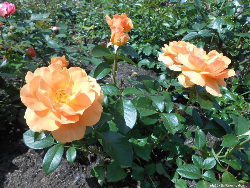 Из жизни цвергов. Коротенькая зарисовка