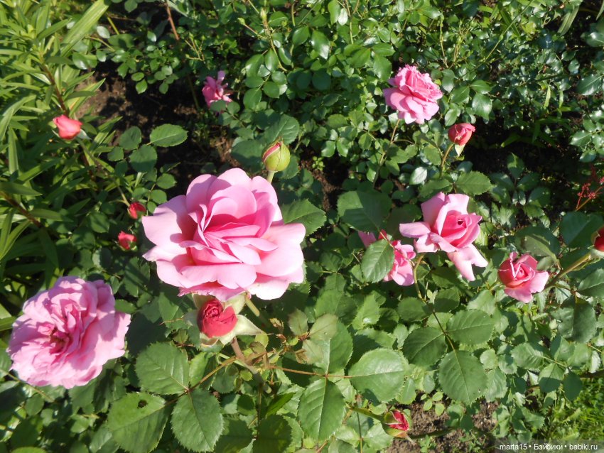 Из жизни цвергов. Коротенькая зарисовка (фото 10)