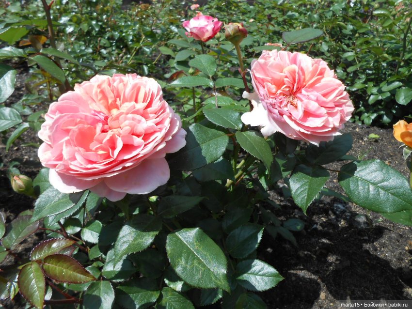 Из жизни цвергов. Коротенькая зарисовка