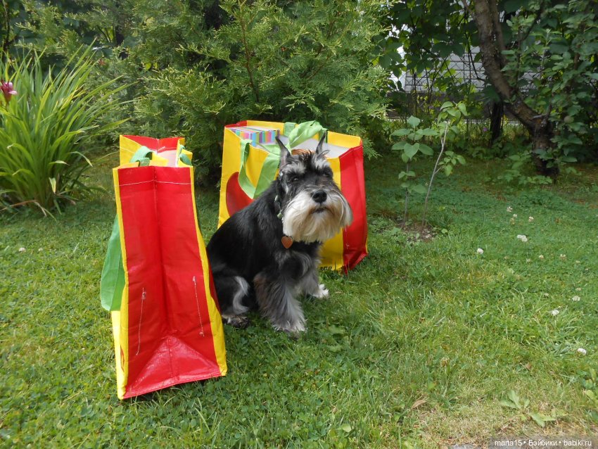 Из жизни цвергов. Коротенькая зарисовка 2