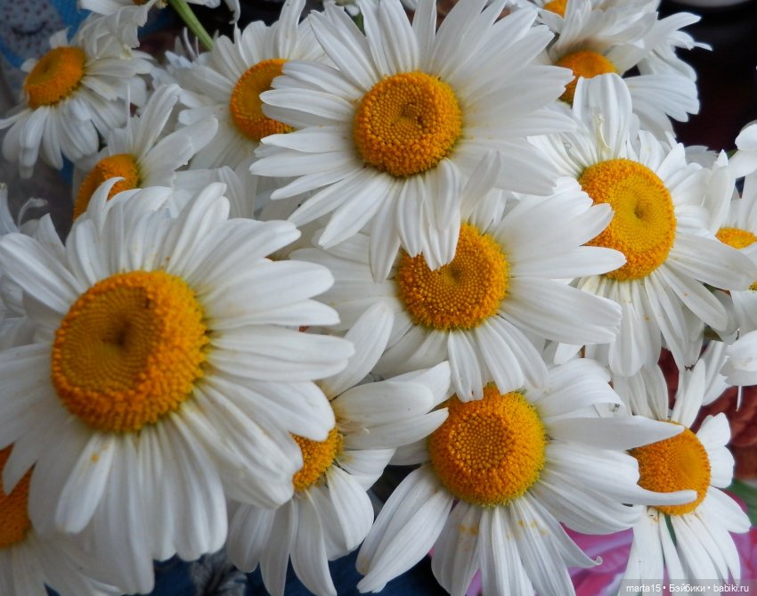 Из жизни цвергов. Коротенькая зарисовка 2