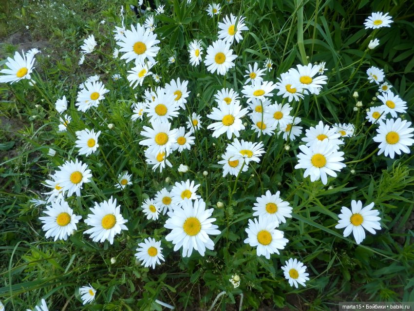 Из жизни цвергов. Коротенькая зарисовка 2