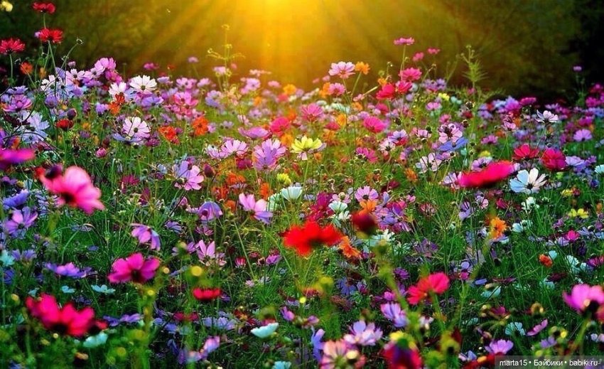 Сегодня праздник у девчат