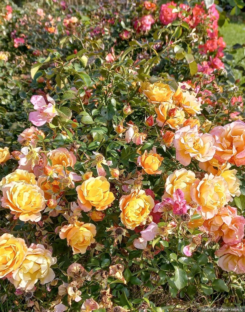 Сегодня праздник у девчат (фото 4)