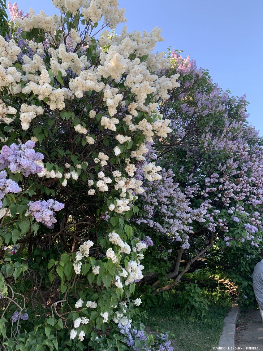 Сиреневый туман - 2019 — Куклы Kidz'n'Cats (Соня Хартман): шарнирные 46 см