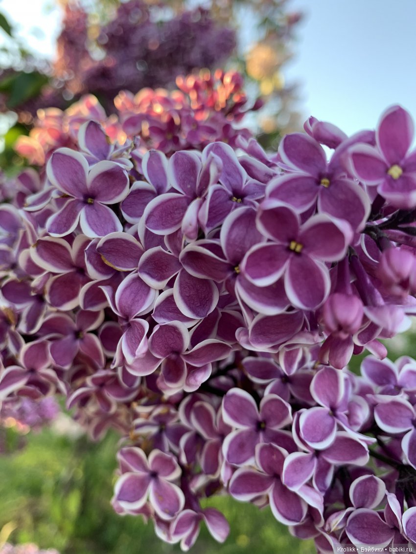 Сиреневый туман - 2019 — Куклы Kidz'n'Cats (Соня Хартман): шарнирные 46 см (фото 4)