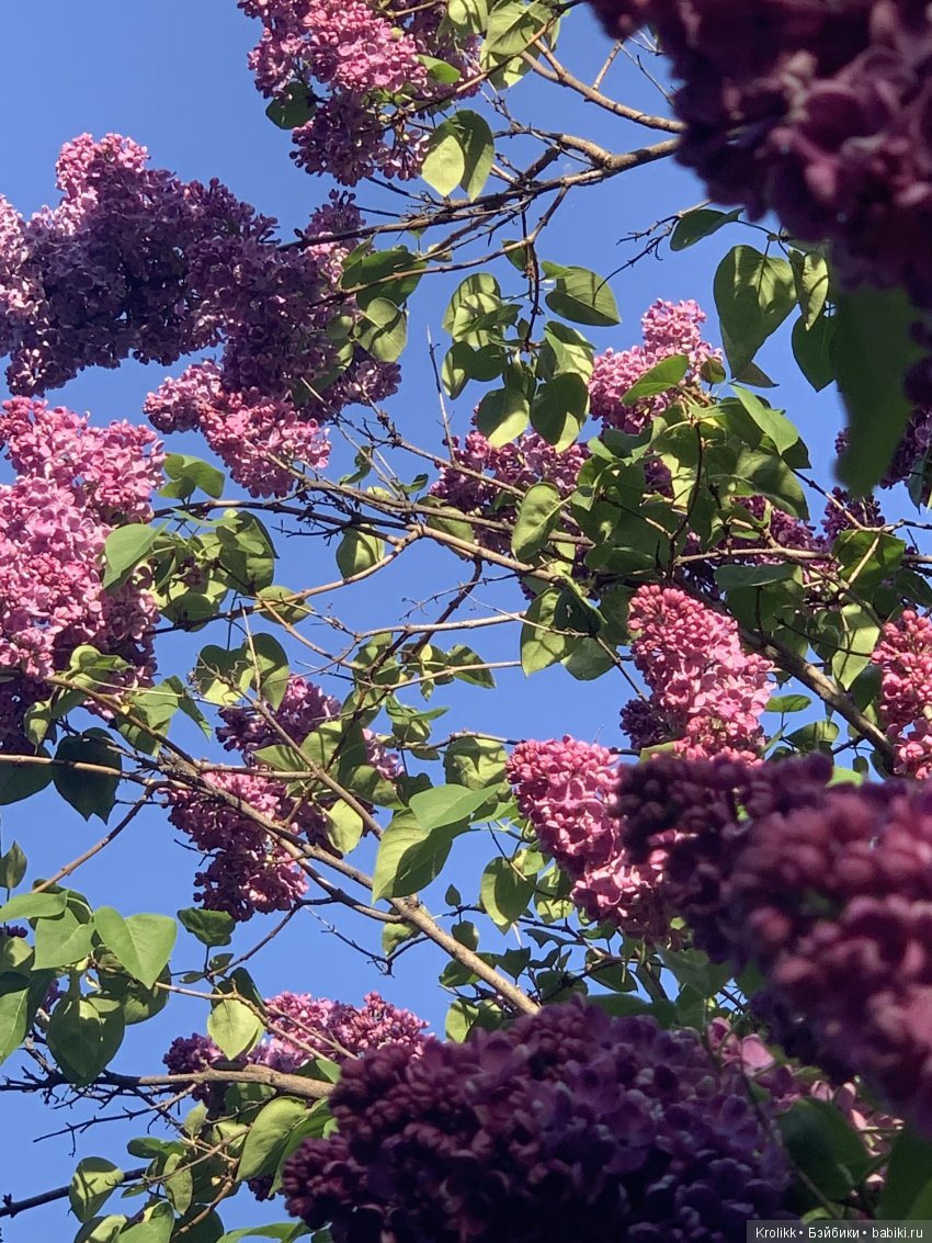 Сиреневый туман - 2019 — Куклы Kidz'n'Cats (Соня Хартман): шарнирные 46 см