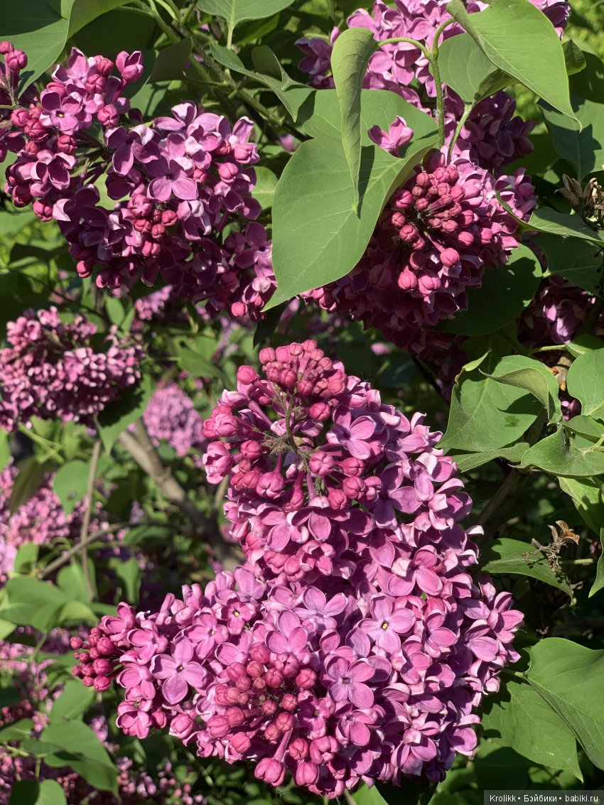 Сиреневый туман - 2019 — Куклы Kidz'n'Cats (Соня Хартман): шарнирные 46 см