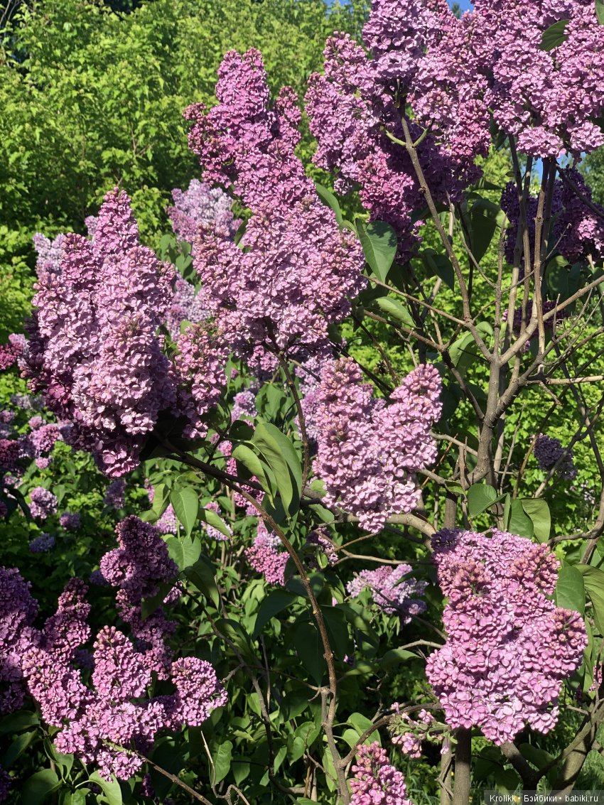 Сиреневый туман - 2019 — Куклы Kidz'n'Cats (Соня Хартман): шарнирные 46 см