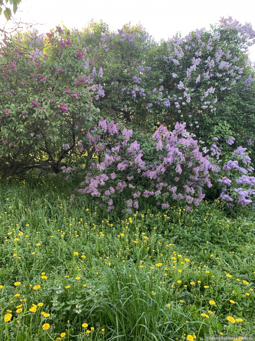 Сиреневый туман - 2019 — Куклы Kidz'n'Cats (Соня Хартман): шарнирные 46 см