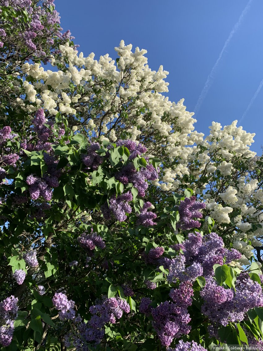 Сиреневый туман - 2019 — Куклы Kidz'n'Cats (Соня Хартман): шарнирные 46 см