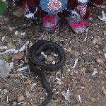 Жуткая фотосессия со змеем. + С цветами