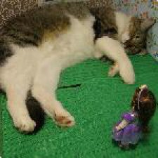 Кото-правила