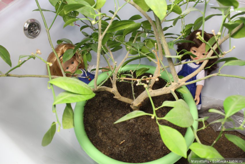 Меняем землю мандариновому дереву цитрофортунелле