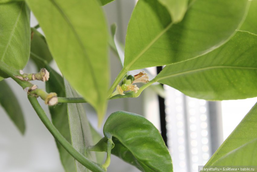 Меняем землю мандариновому дереву цитрофортунелле