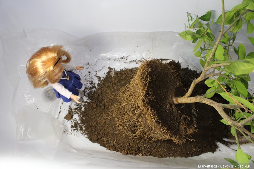 Меняем землю мандариновому дереву цитрофортунелле (фото 7)