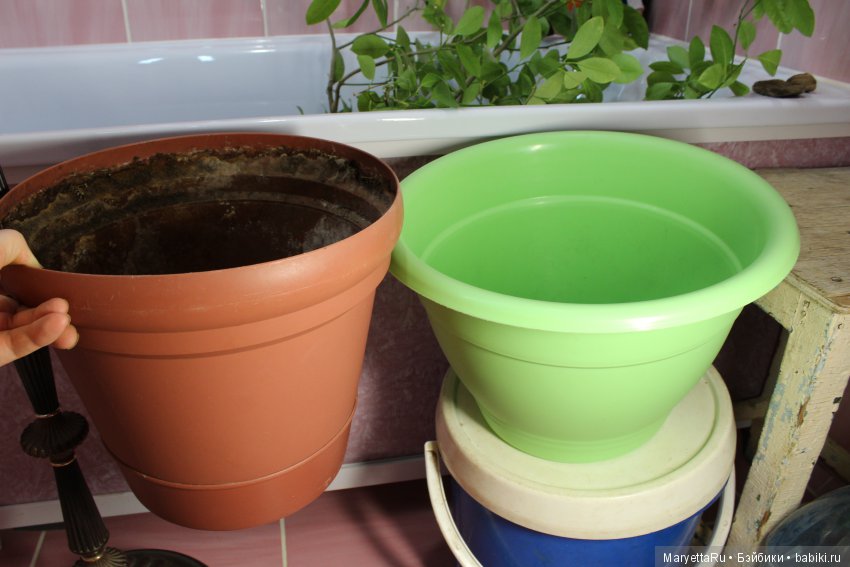 Меняем землю мандариновому дереву цитрофортунелле (фото 10)