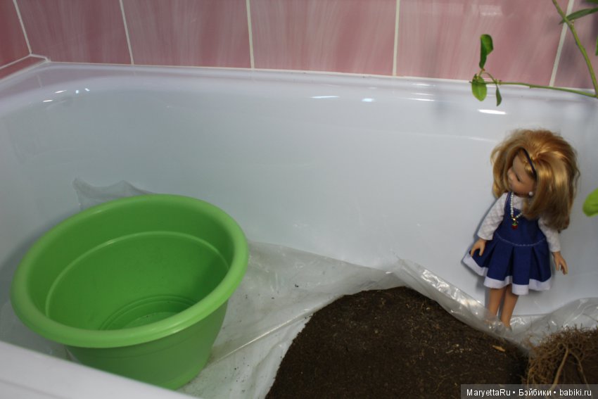 Меняем землю мандариновому дереву цитрофортунелле