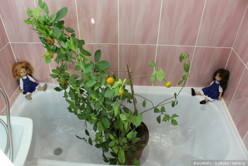 Меняем землю мандариновому дереву цитрофортунелле