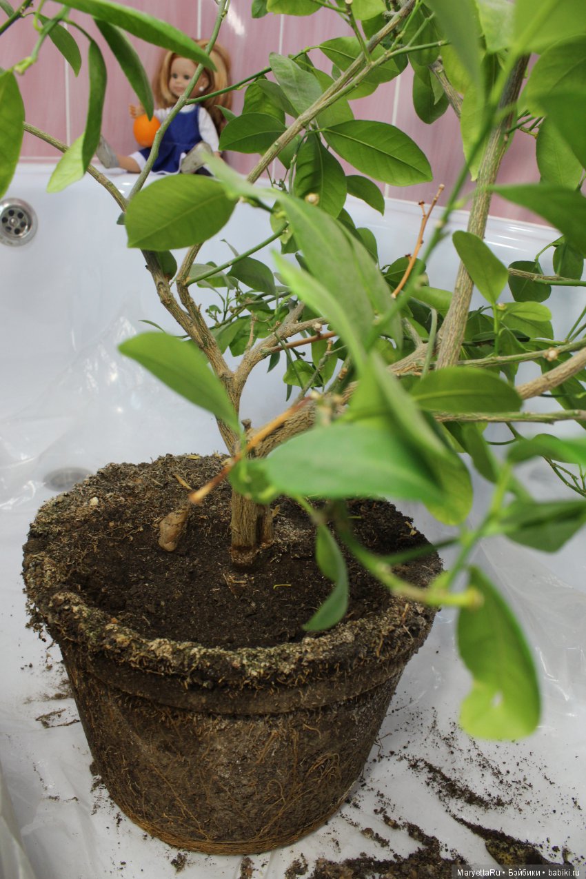 Меняем землю мандариновому дереву цитрофортунелле (фото 5)
