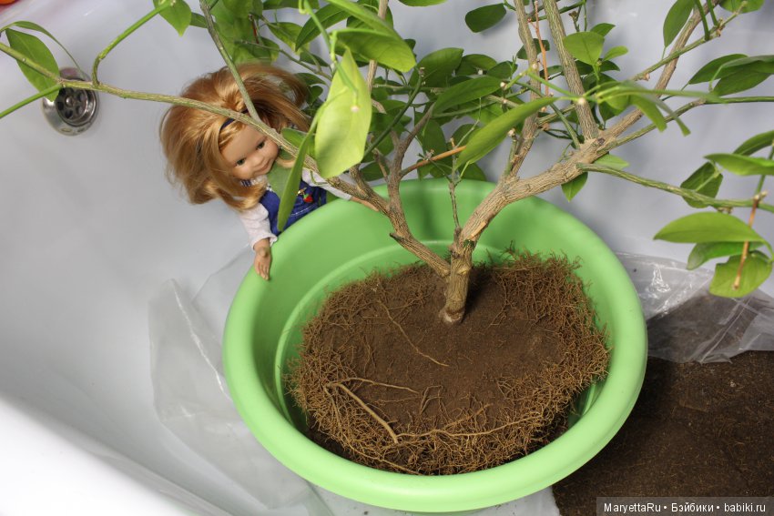 Меняем землю мандариновому дереву цитрофортунелле