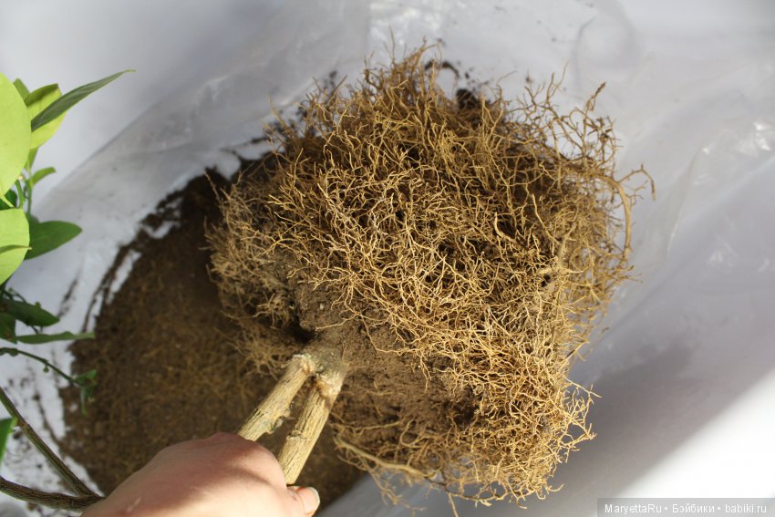 Меняем землю мандариновому дереву цитрофортунелле (фото 8)